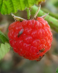 Drosophila-s fruitfly-sm